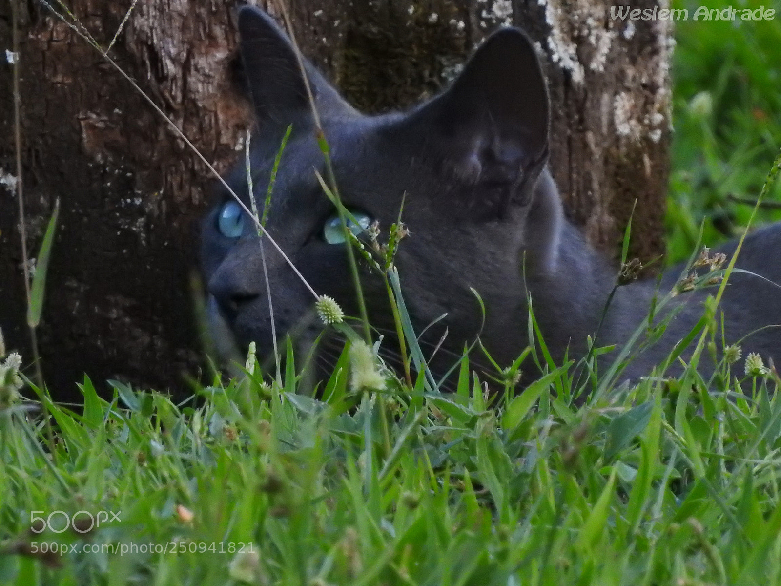Nikon Coolpix P900 sample photo. Gato cinza photography