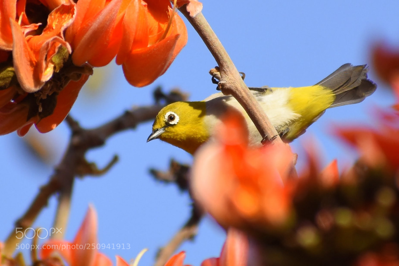 Nikon D7200 sample photo. Oriental white eye photography