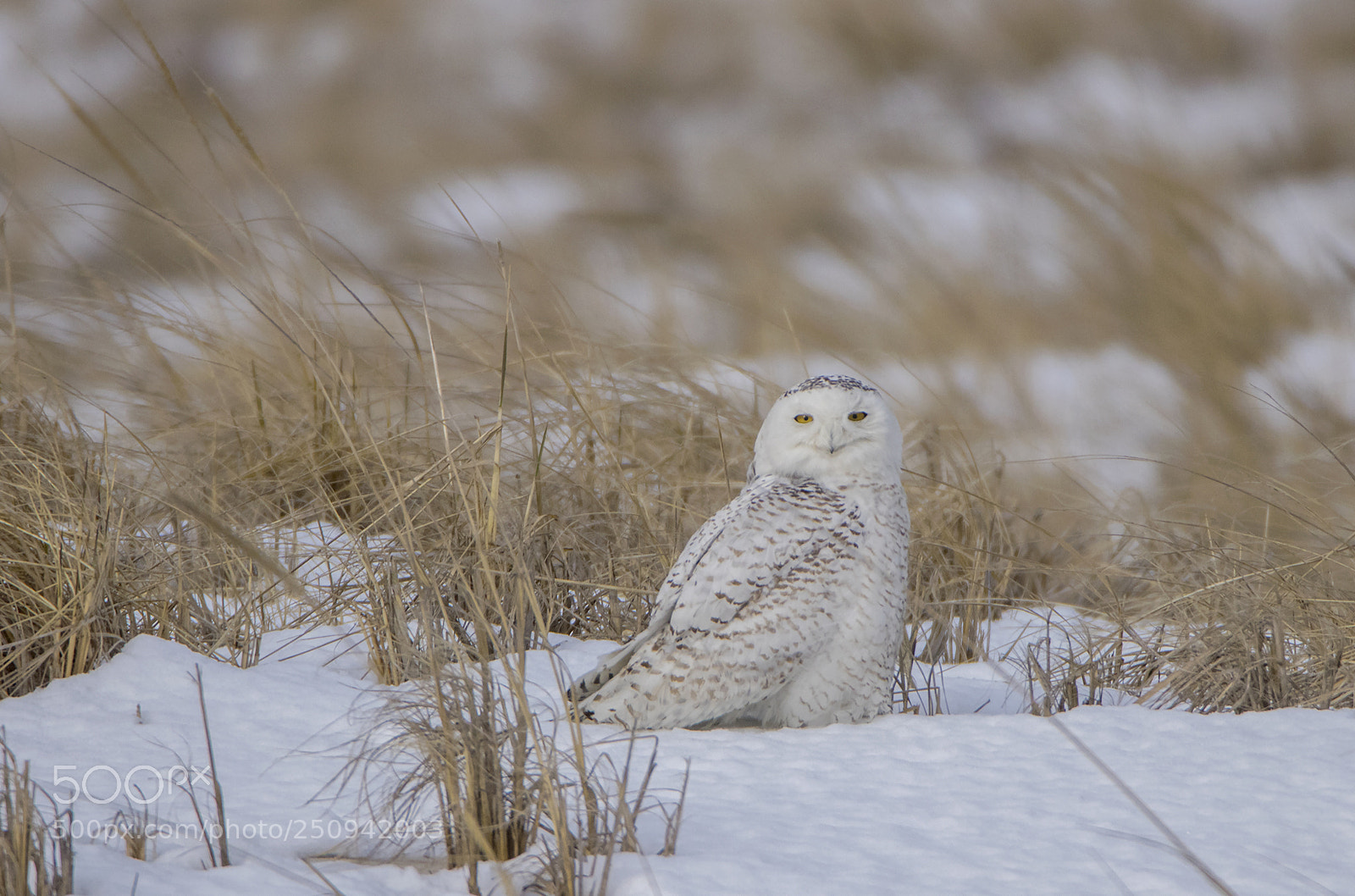 Canon EOS 80D sample photo. Snow owl spring on photography