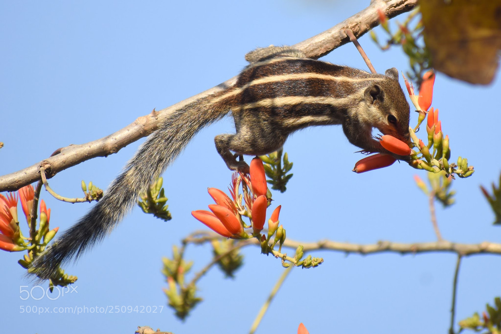 Nikon D7200 sample photo. Squirrel photography