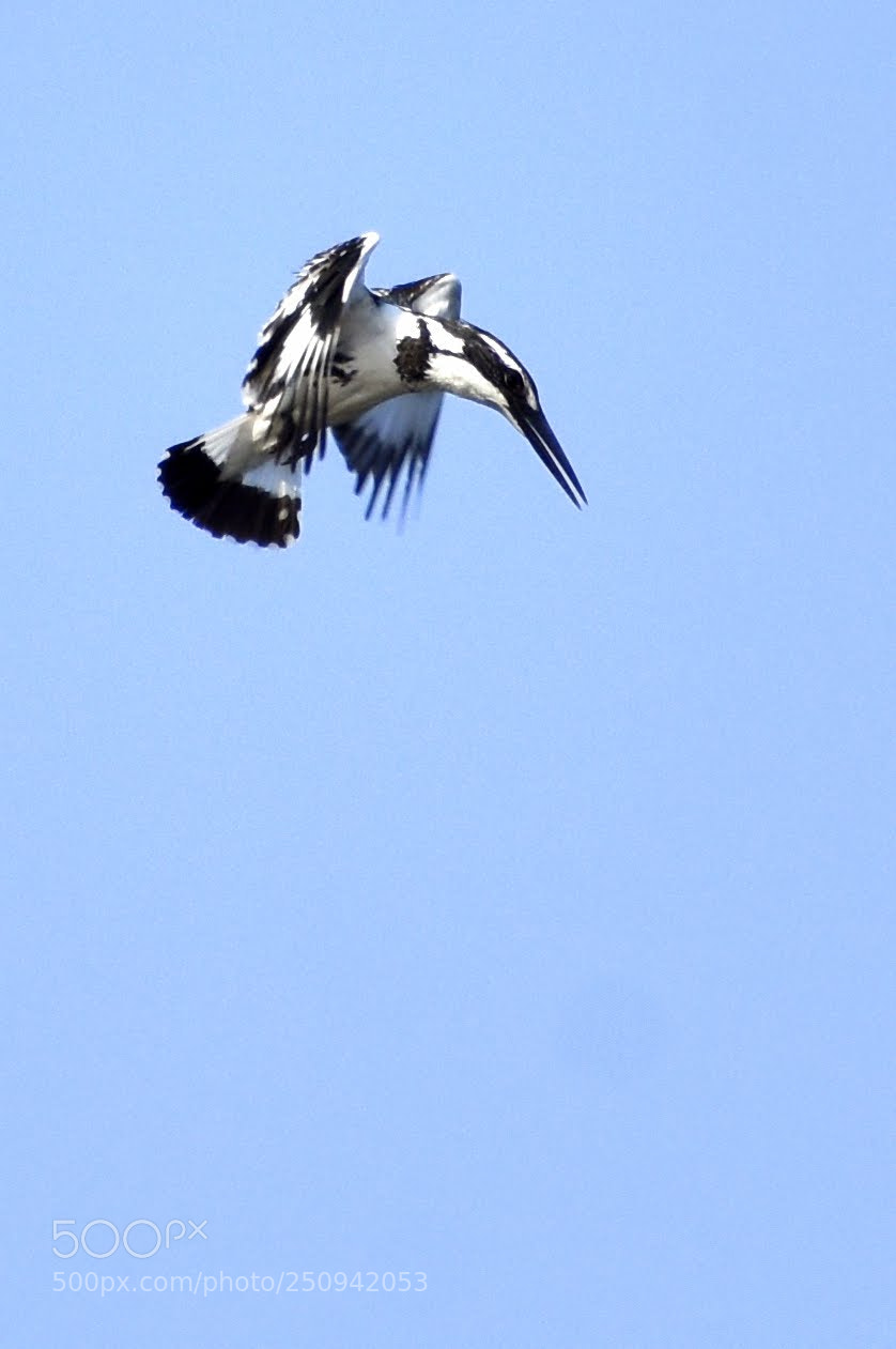 Nikon D7200 sample photo. Pied kingfisher photography