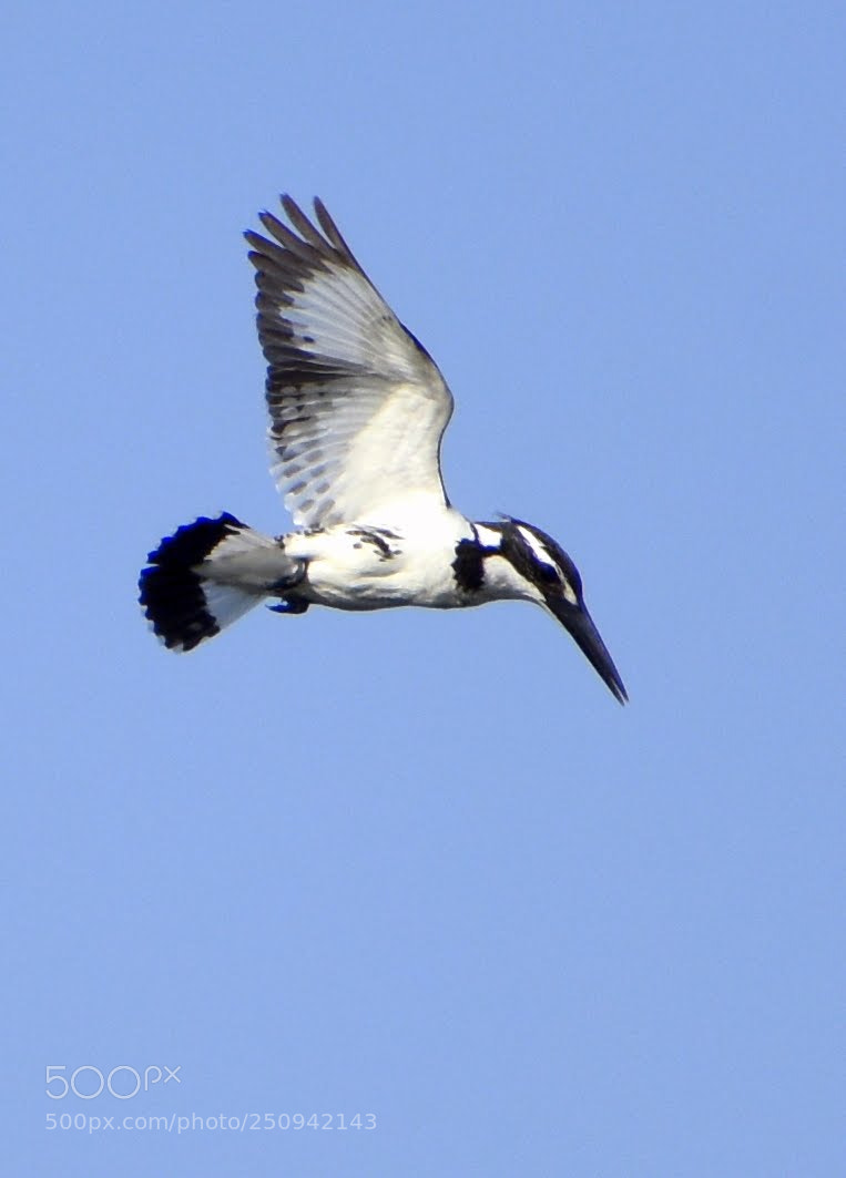 Nikon D7200 sample photo. Pied kingfisher photography