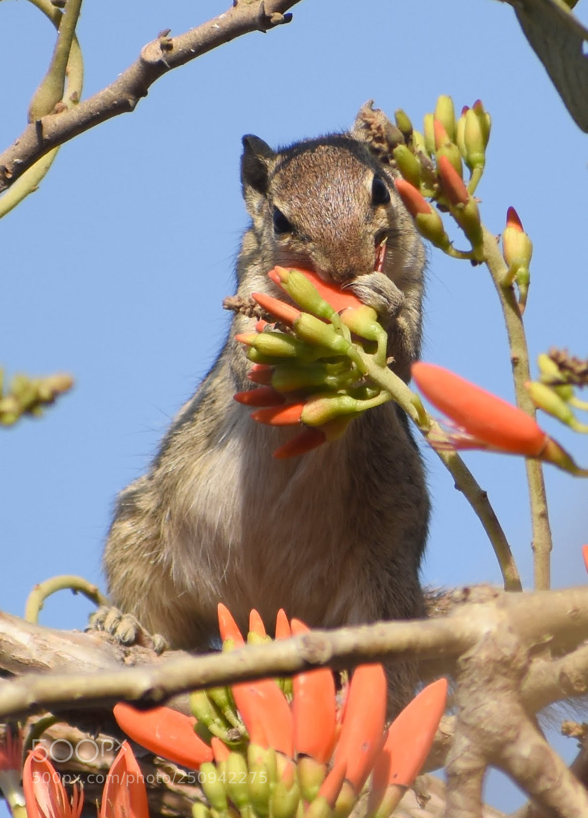 Nikon D7200 sample photo. Squirrel photography