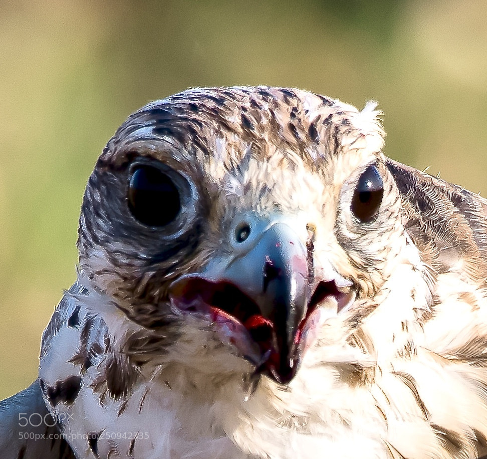 Nikon D850 sample photo. That mad wild look photography