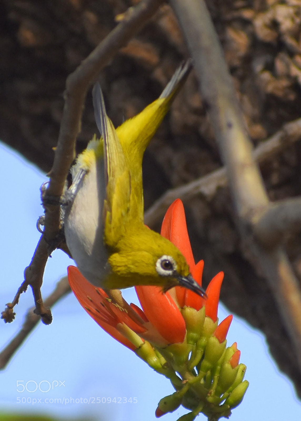 Nikon D7200 sample photo. Oriental white eye photography