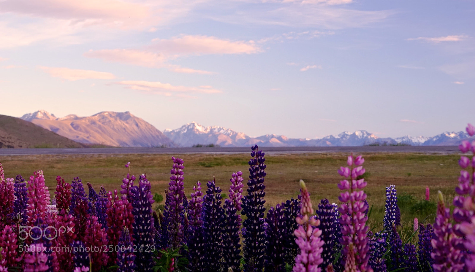 Sony a7 sample photo. Lupins galore photography