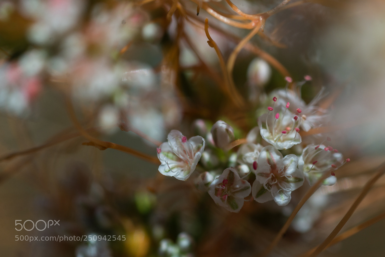 Nikon D610 sample photo. Blooming photography
