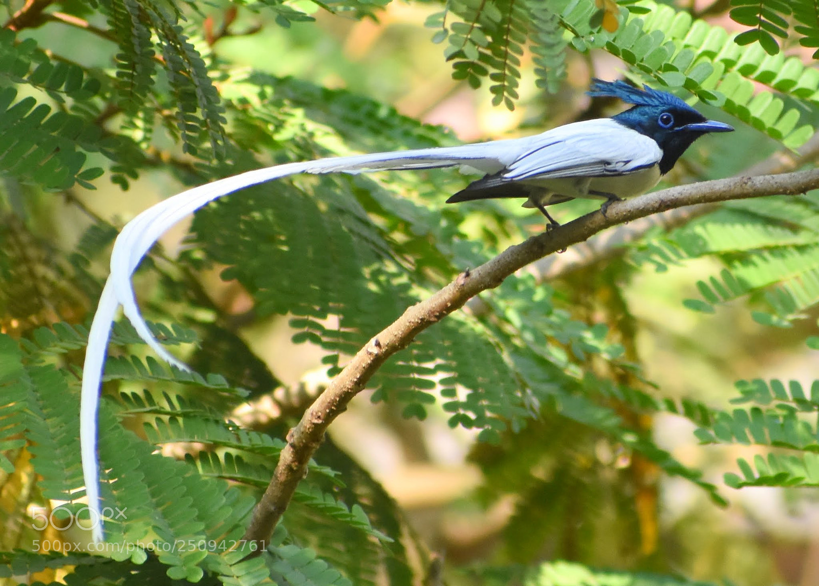 Nikon D7200 sample photo. Paradise flycatcher photography