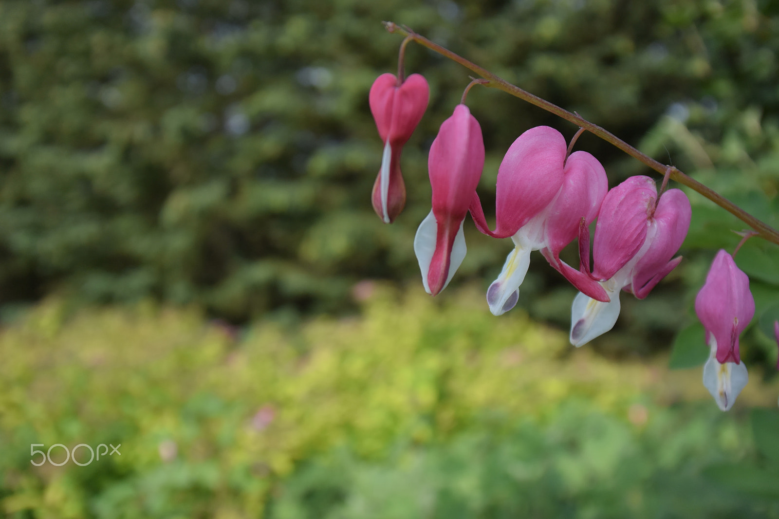 Nikon 1 J4 sample photo. Bleeding hearts photography