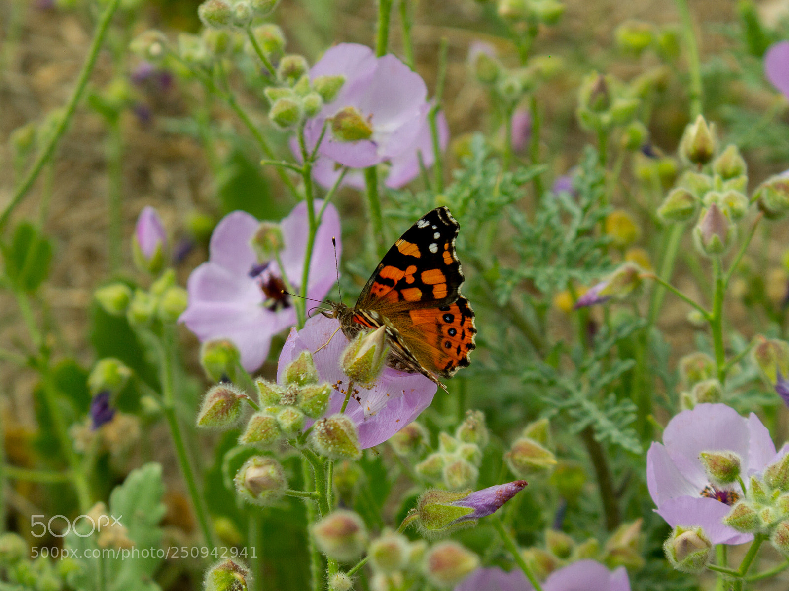 Canon EOS 7D sample photo. Butterfly photography