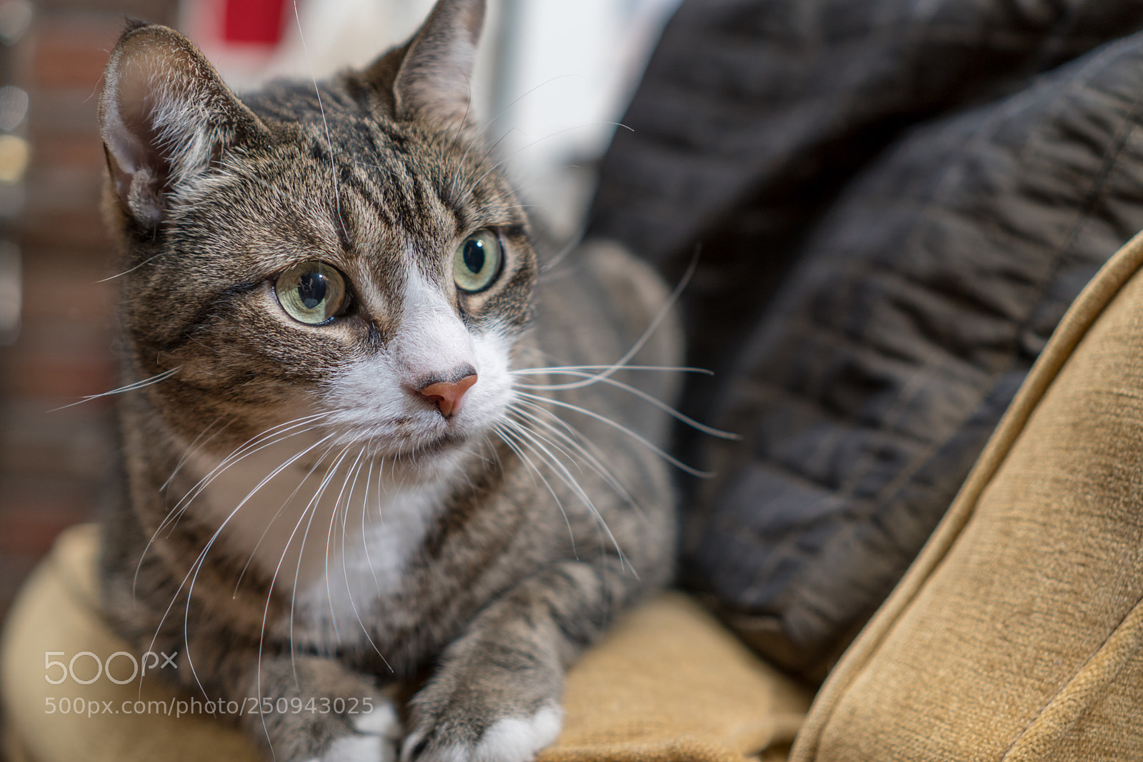 Sony a6300 sample photo. I see it photography