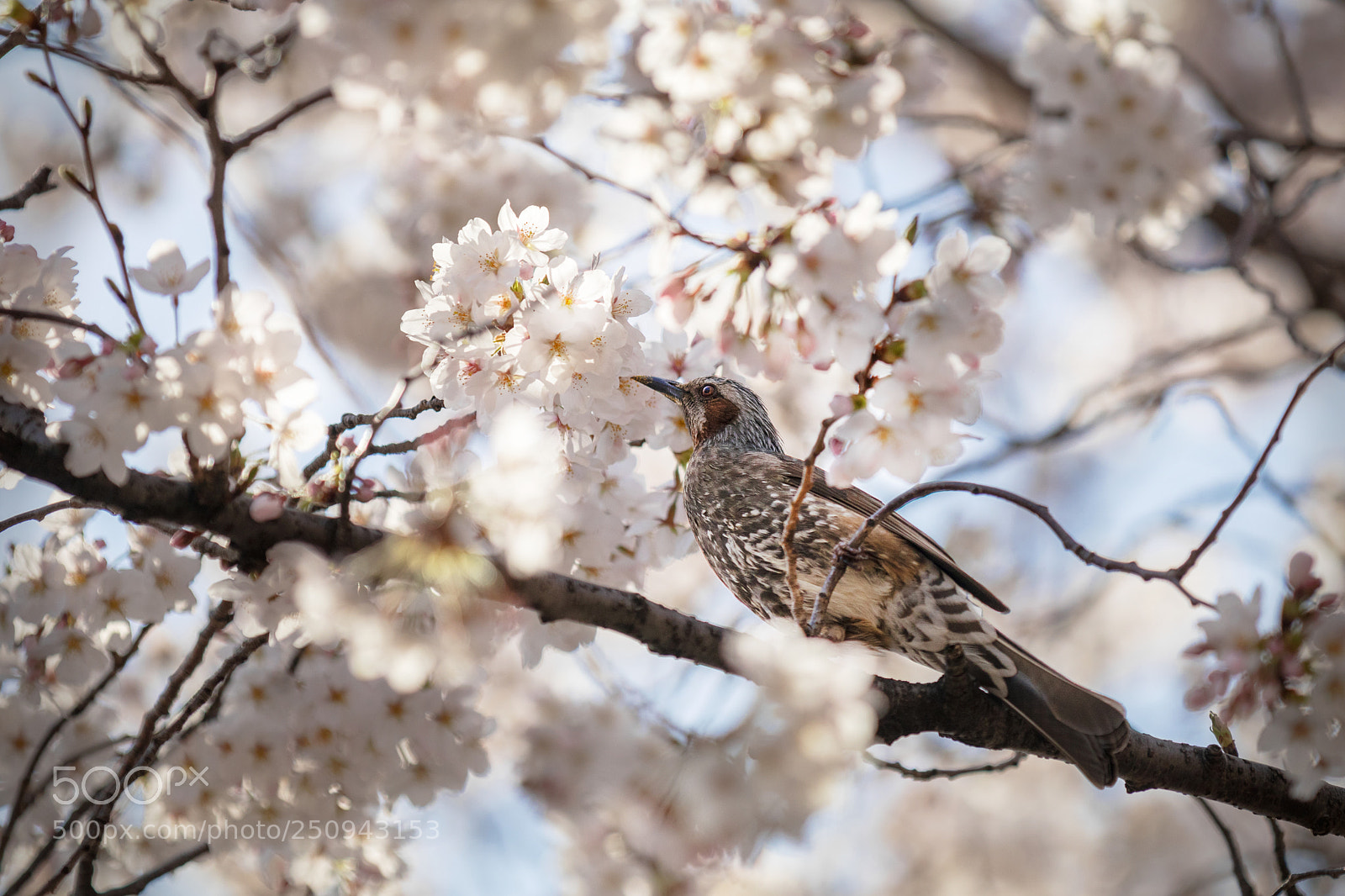 Canon EOS 80D sample photo. Spring_2995 photography