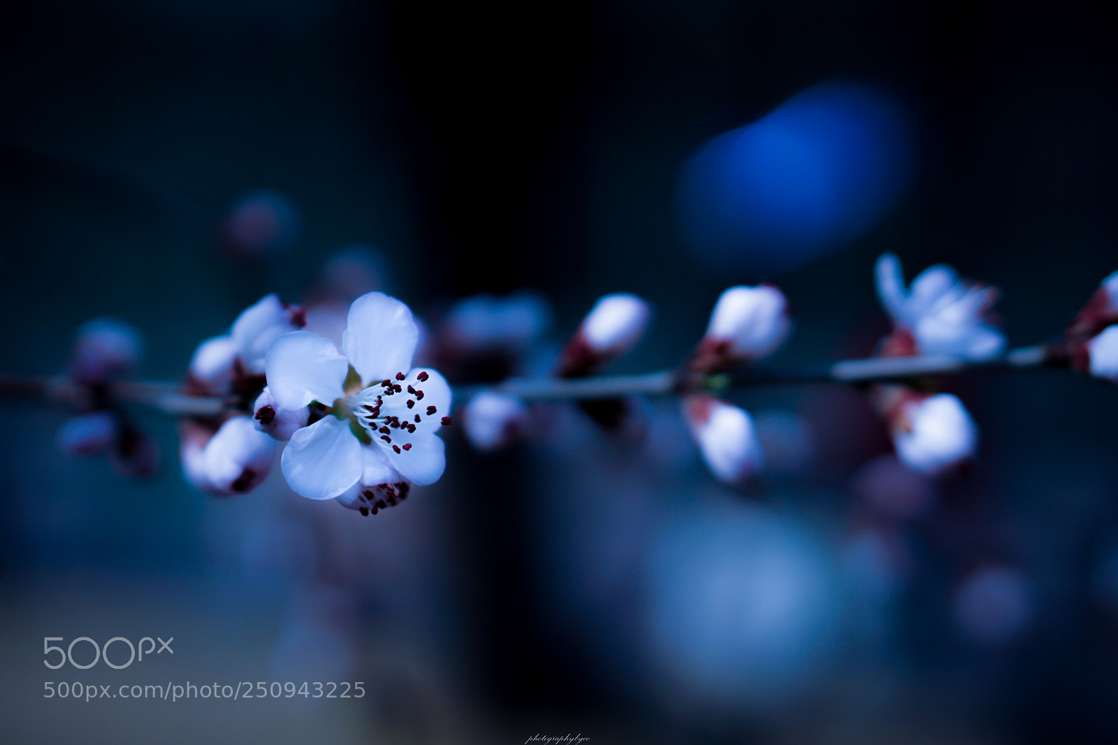Sony a6000 sample photo. Spring photography