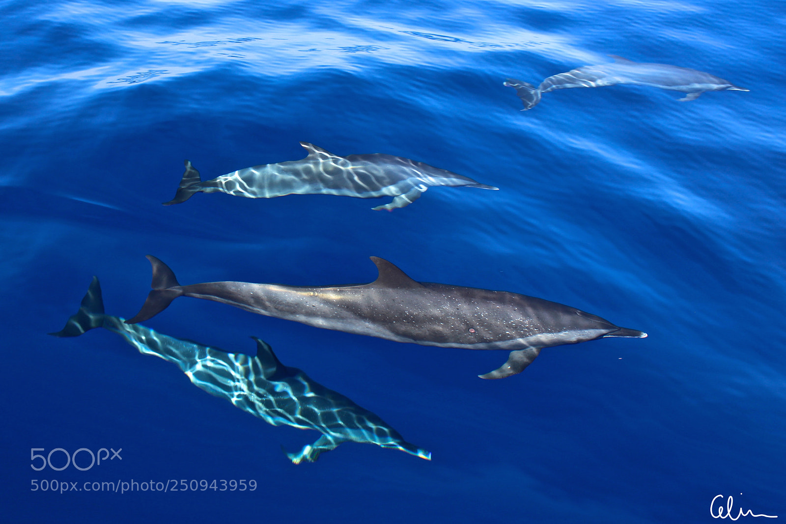 Canon EOS 100D (EOS Rebel SL1 / EOS Kiss X7) sample photo. Dolphins photography