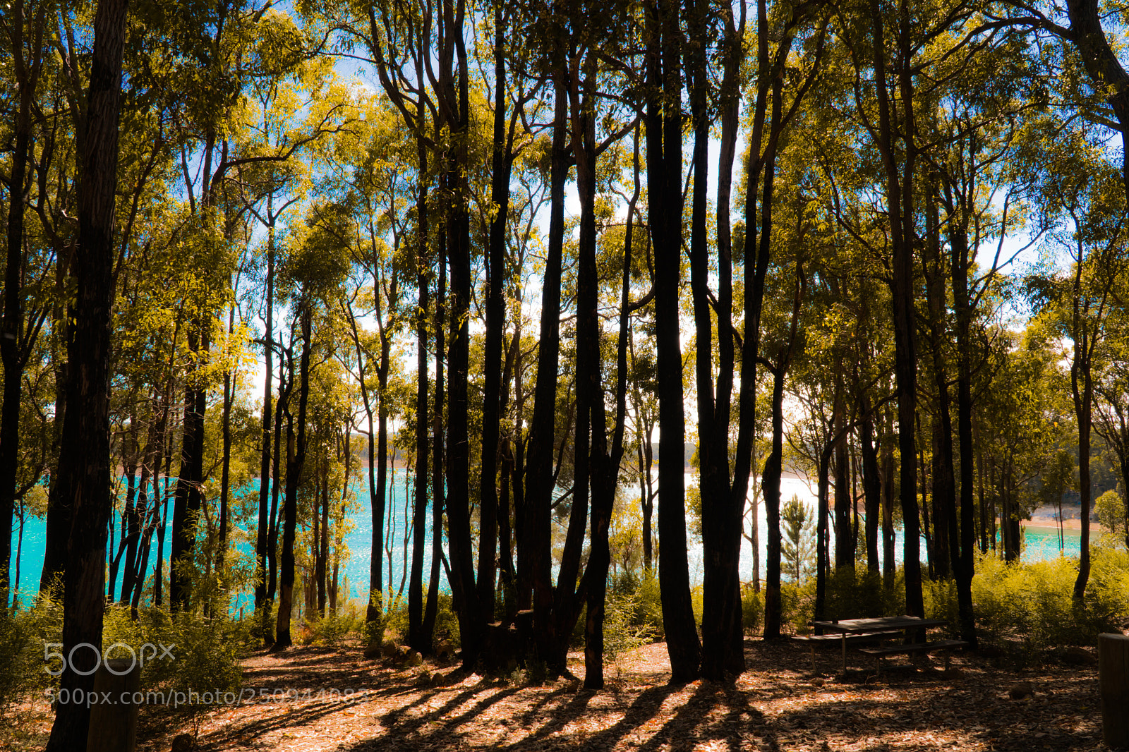 Sony a6300 sample photo. Silhouette forest photography