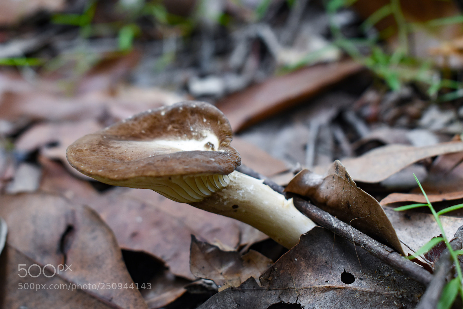 Nikon D5500 sample photo. Mushroom in the woods photography