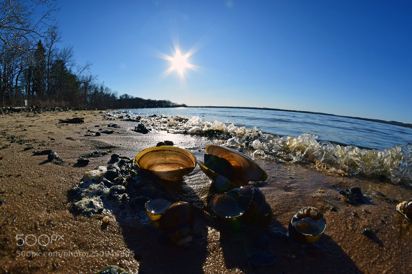 Nikon D5300 sample photo. Coastline clams photography