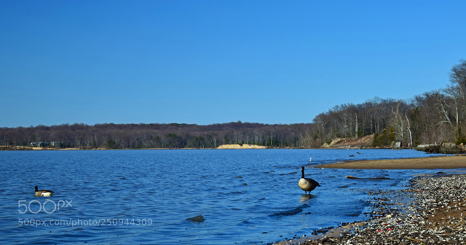 Nikon D5300 sample photo. Ducks photography