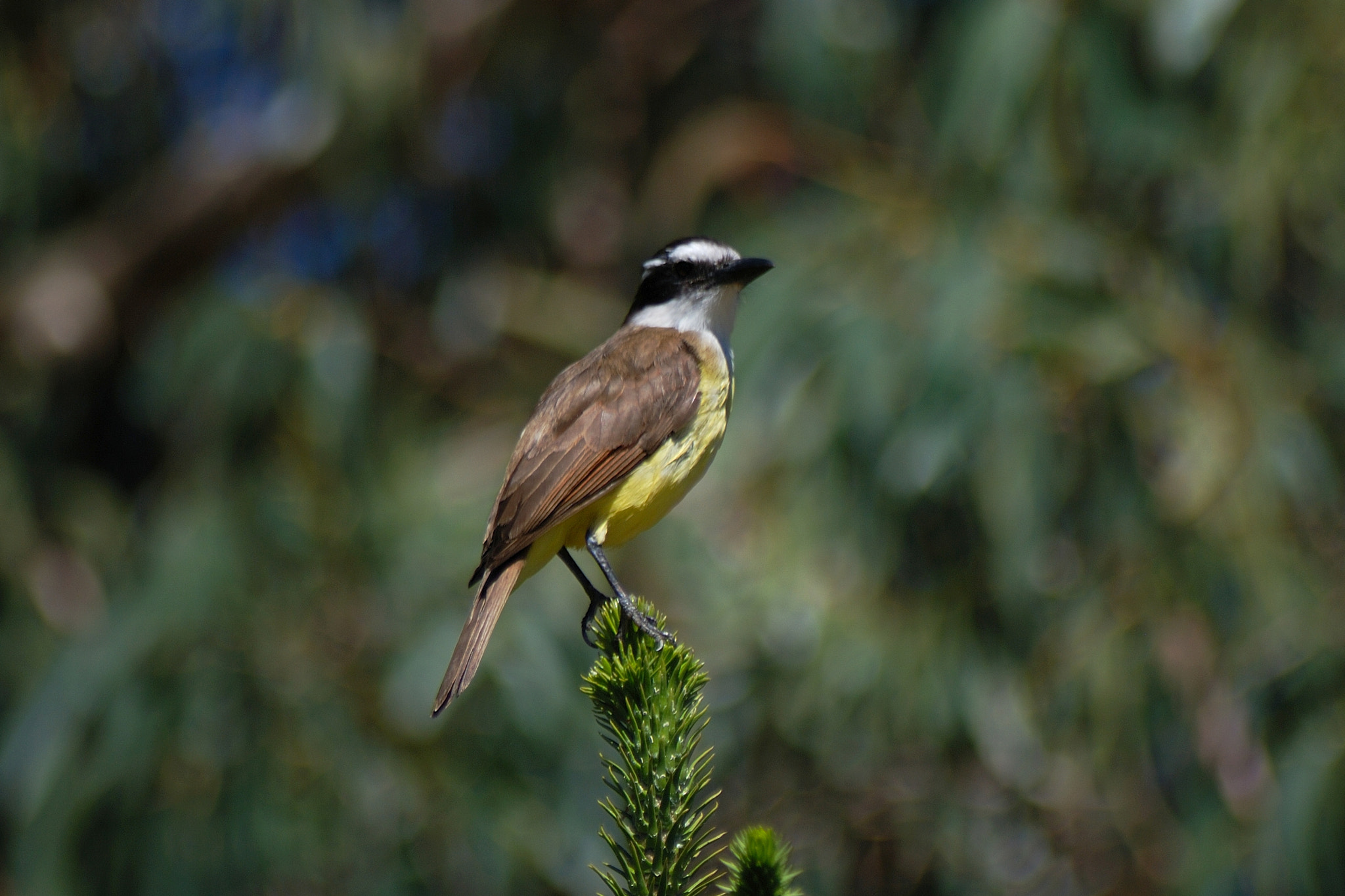 Sigma 70-300mm F4-5.6 APO Macro Super II sample photo. Ece o photography