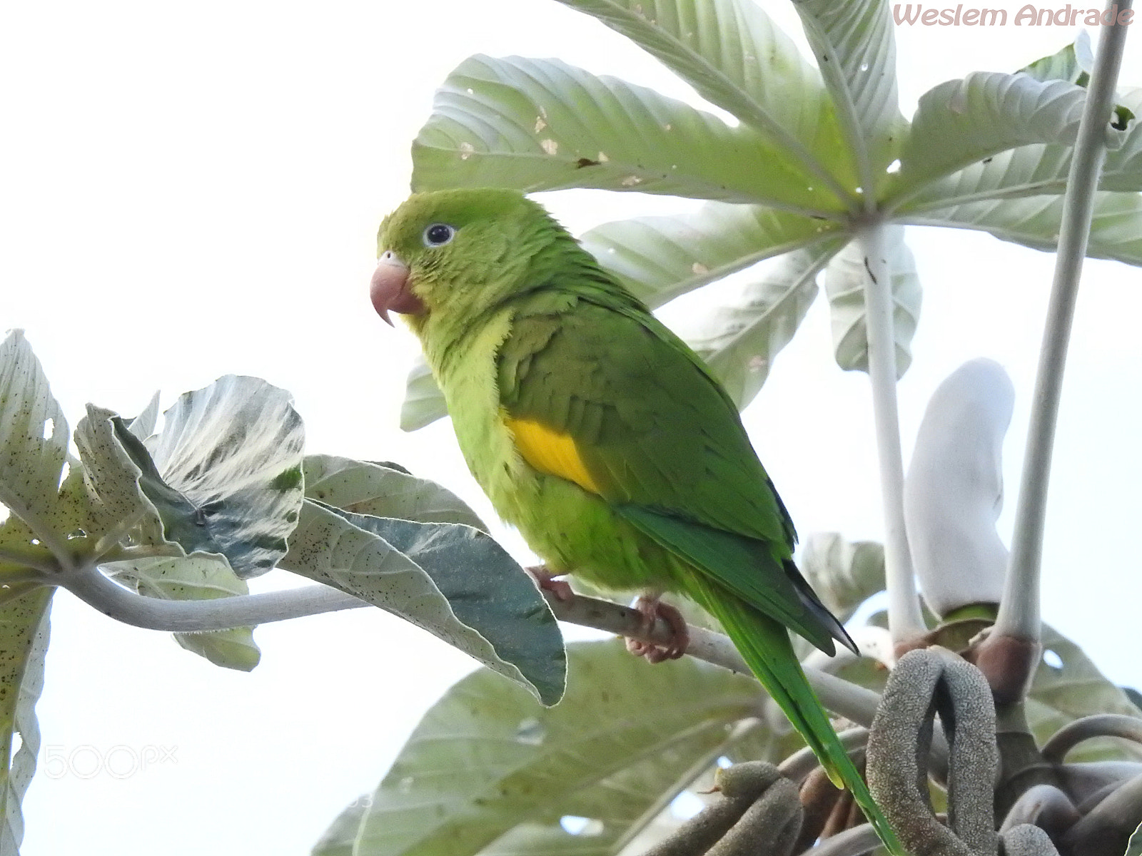 Nikon Coolpix P900 sample photo. Periquito photography