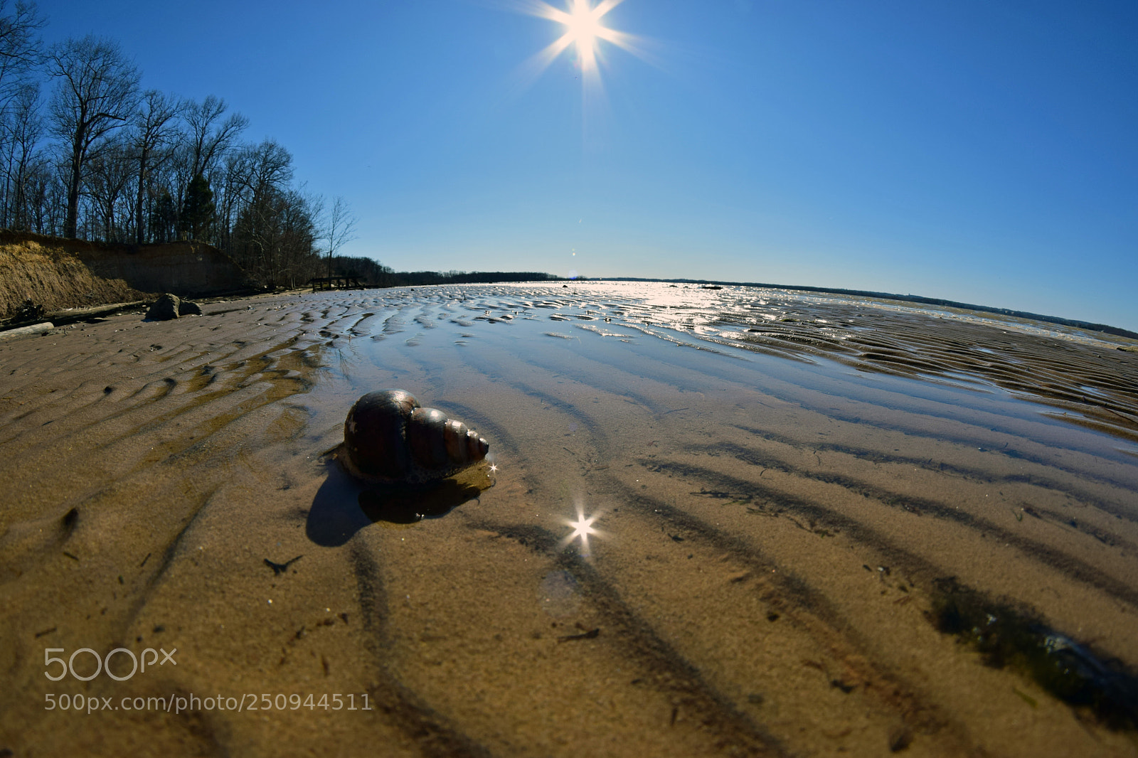 Nikon D5300 sample photo. Shorline shell photography