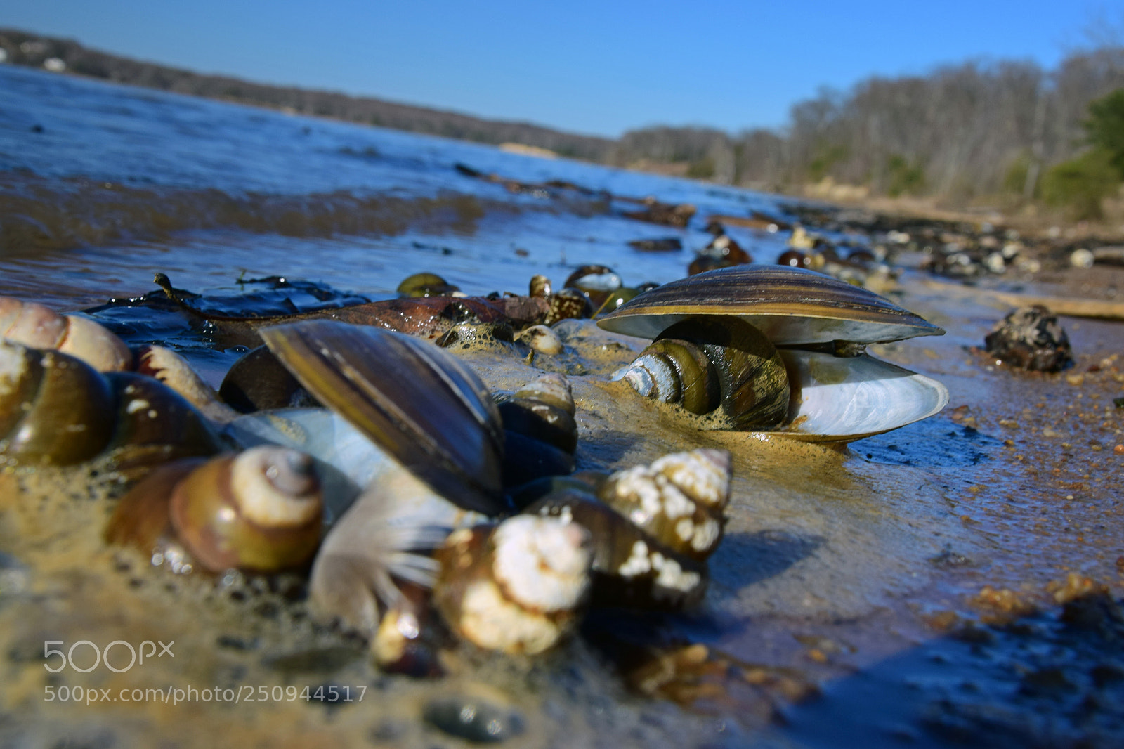 Nikon D5300 sample photo. Coastline clams ii photography
