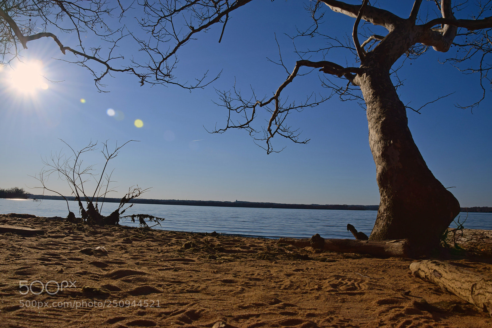 Nikon D5300 sample photo. Tree photography