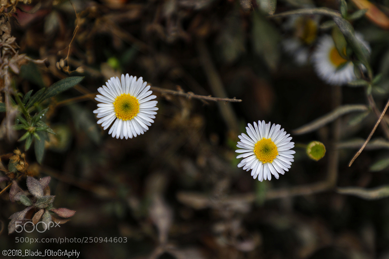 Canon EOS 5D Mark IV sample photo. The twins photography