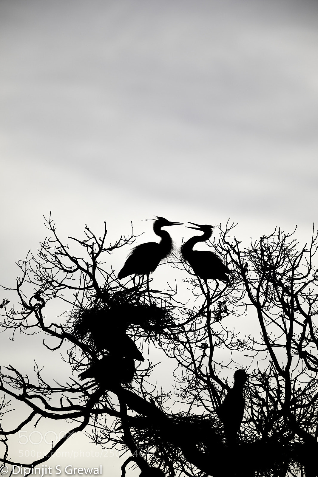Canon EOS 5D Mark IV sample photo. Great blue heron photography