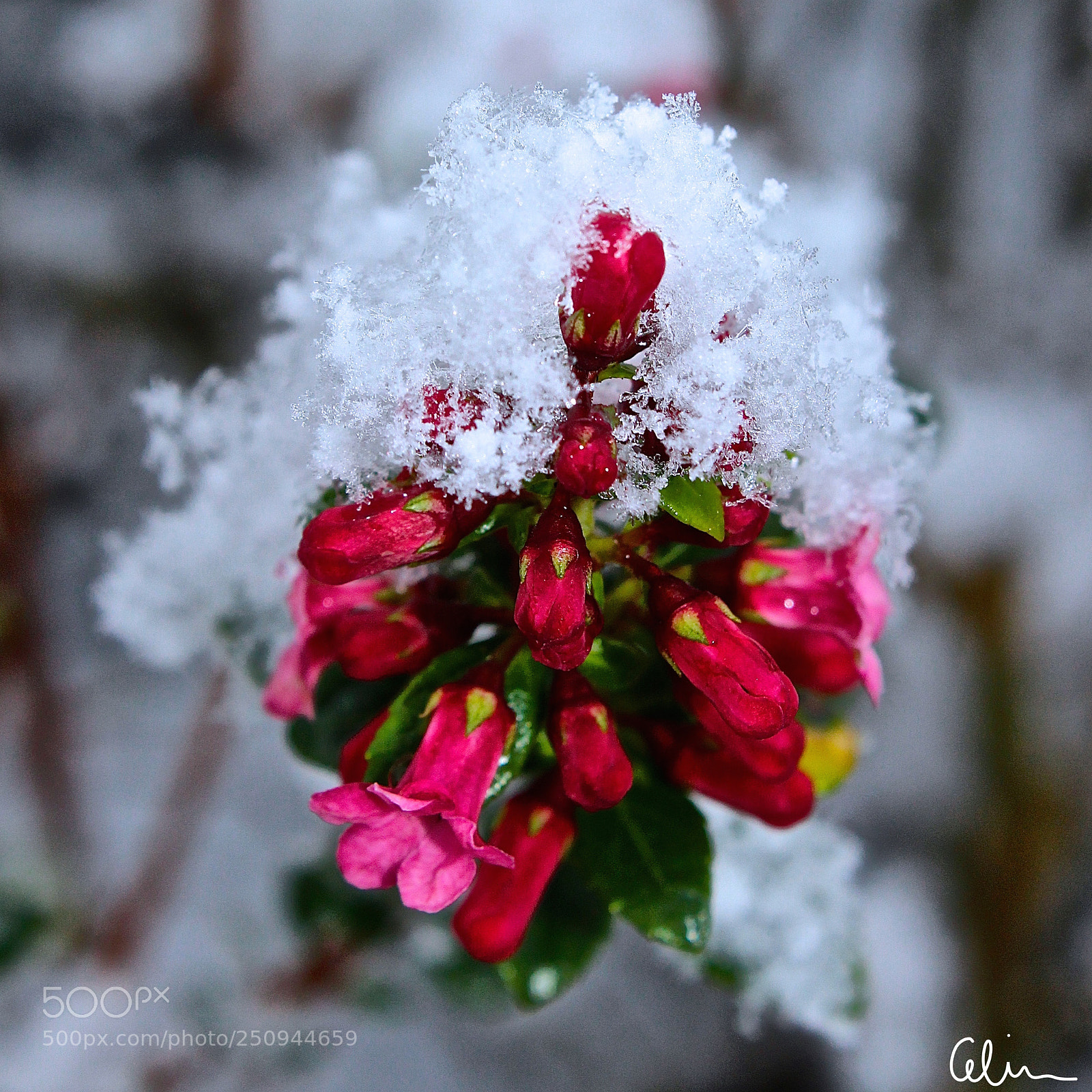 Canon EOS 100D (EOS Rebel SL1 / EOS Kiss X7) sample photo. Winter flower photography