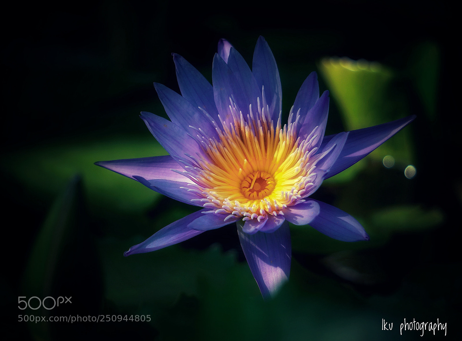 Sony a6000 sample photo. Water lily photography