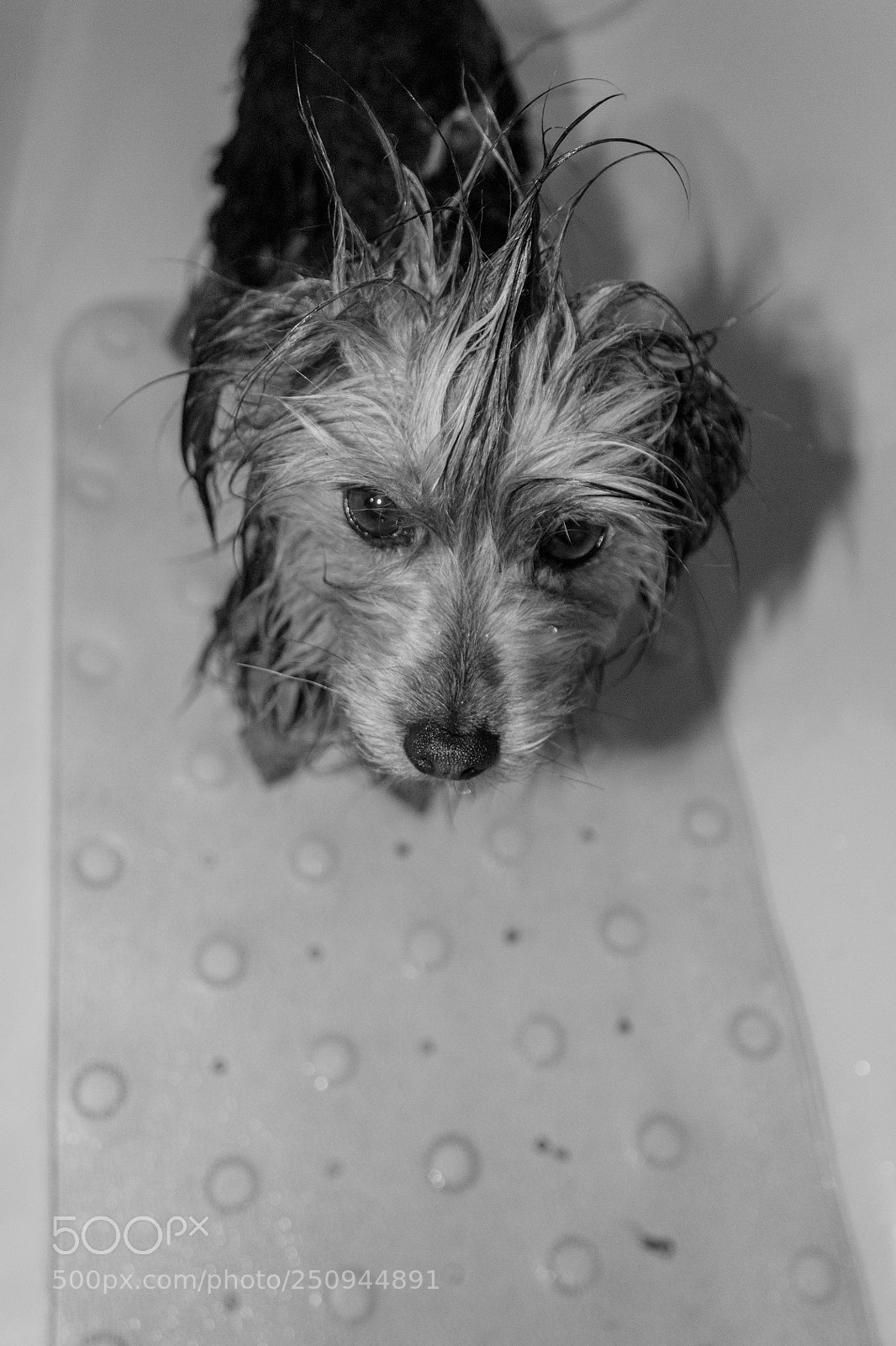 Canon EOS 1100D (EOS Rebel T3 / EOS Kiss X50) sample photo. Yorkie bath photography