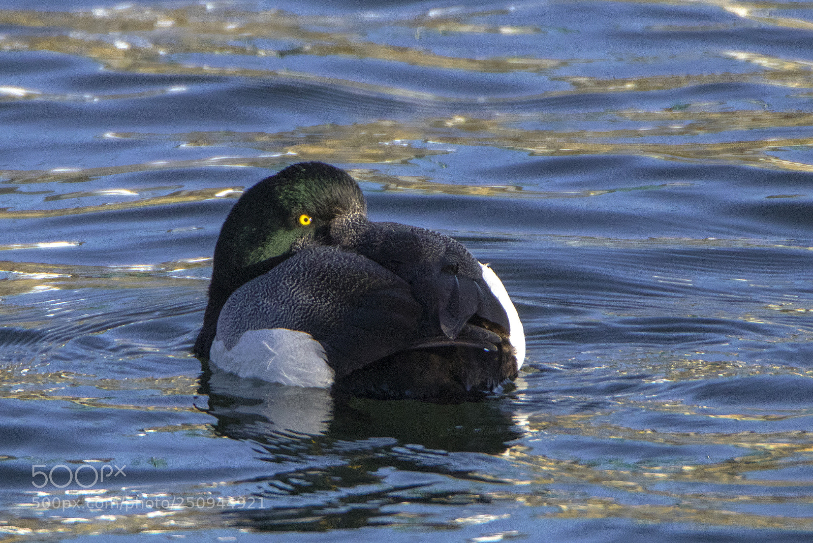 Canon EOS 80D sample photo. Greater scaup rocking in photography