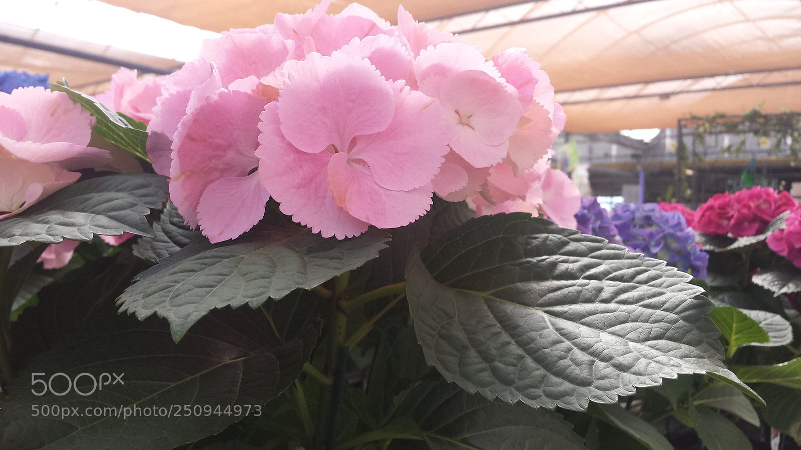 Samsung Galaxy S4 sample photo. Blossom flower photography