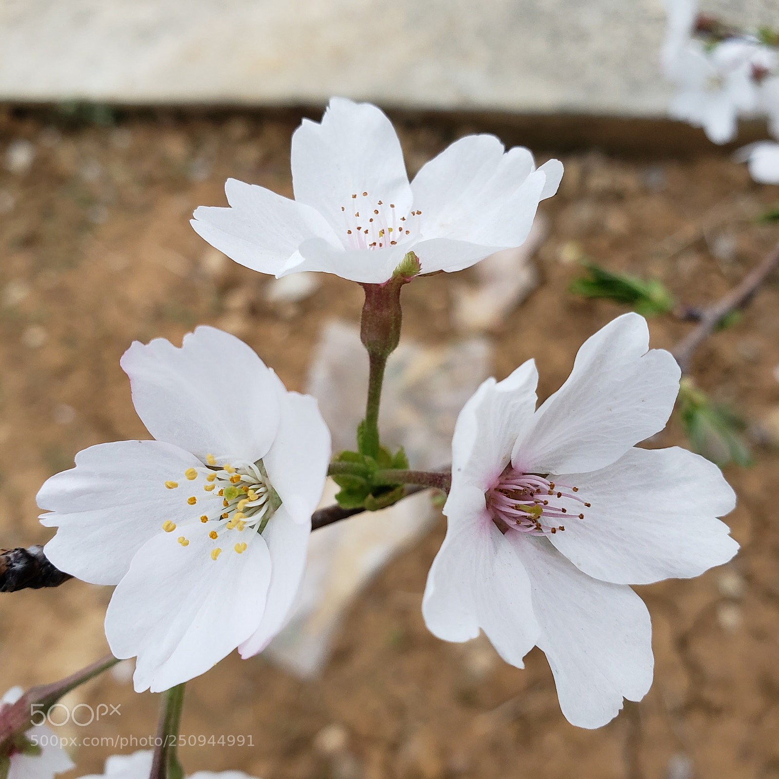 Samsung Galaxy S9+ sample photo. Flower photography