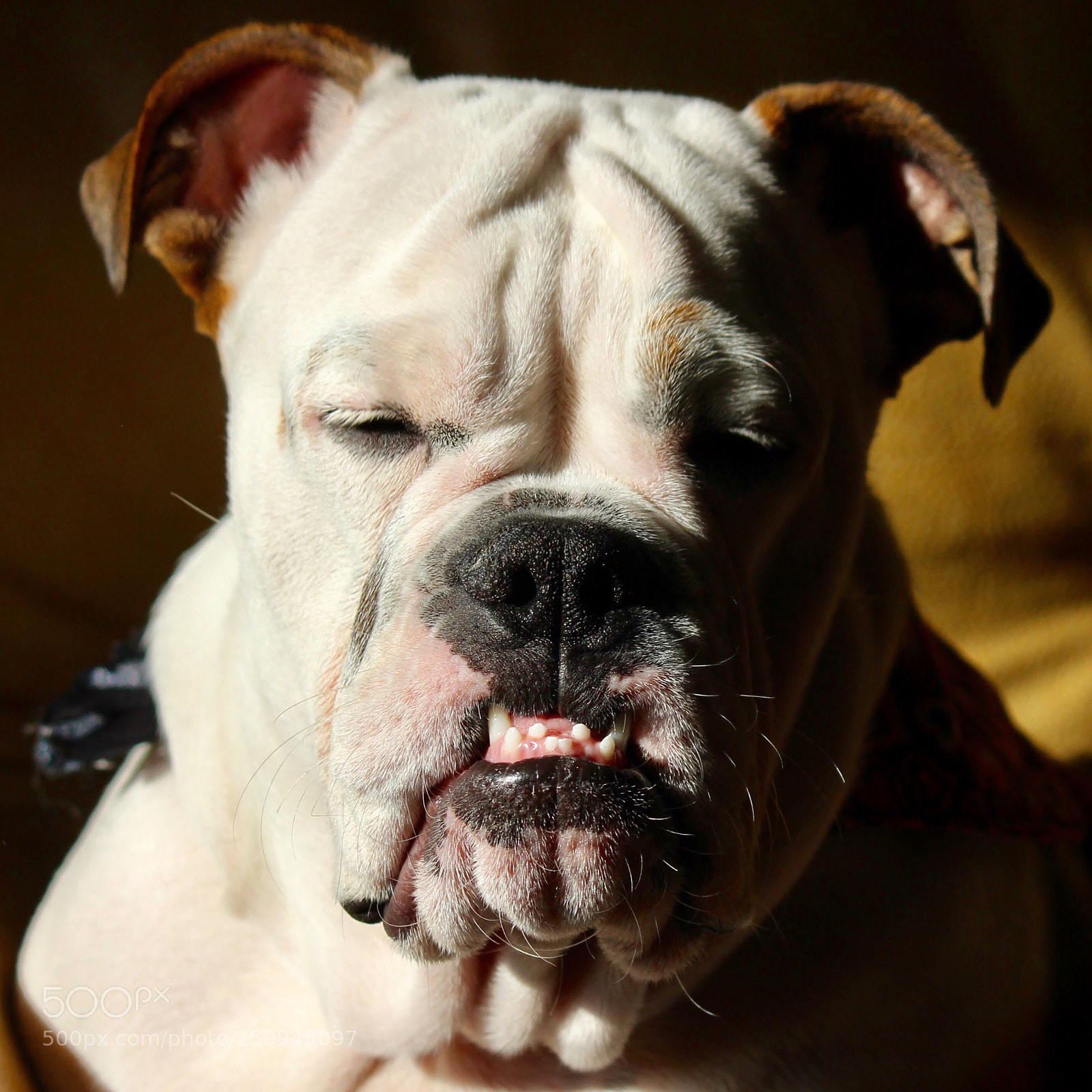 Canon EOS 600D (Rebel EOS T3i / EOS Kiss X5) sample photo. Emma bella photography
