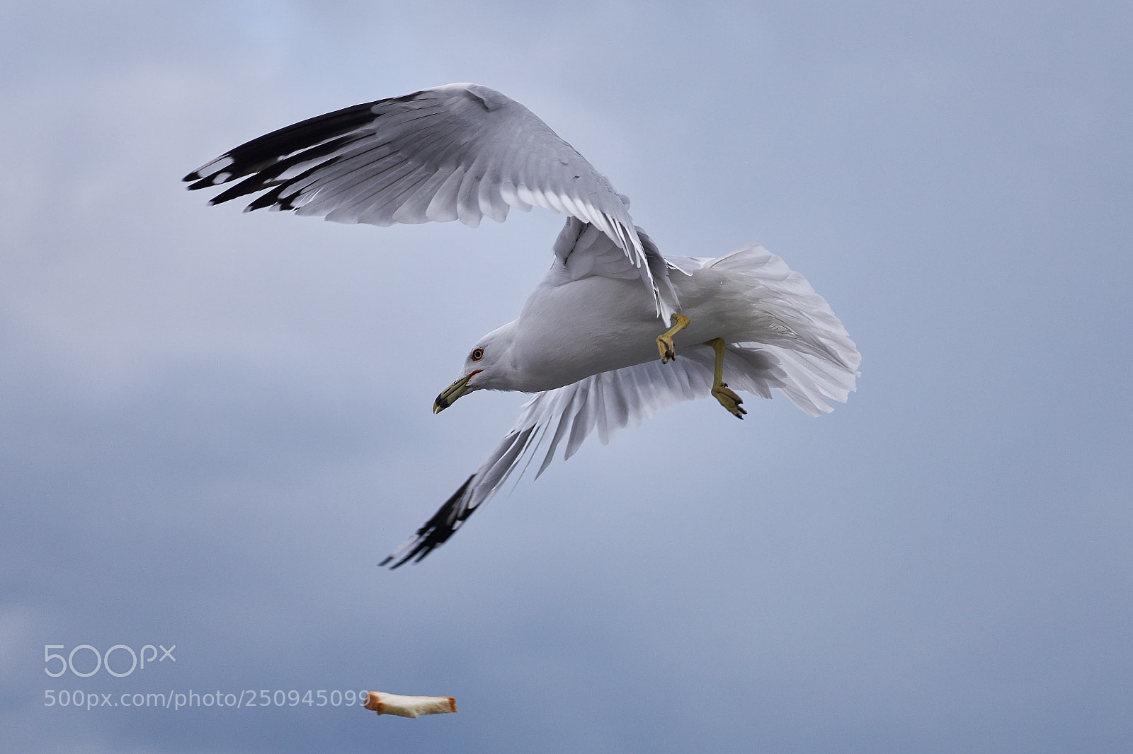 Sony a6000 sample photo. Seagull photography
