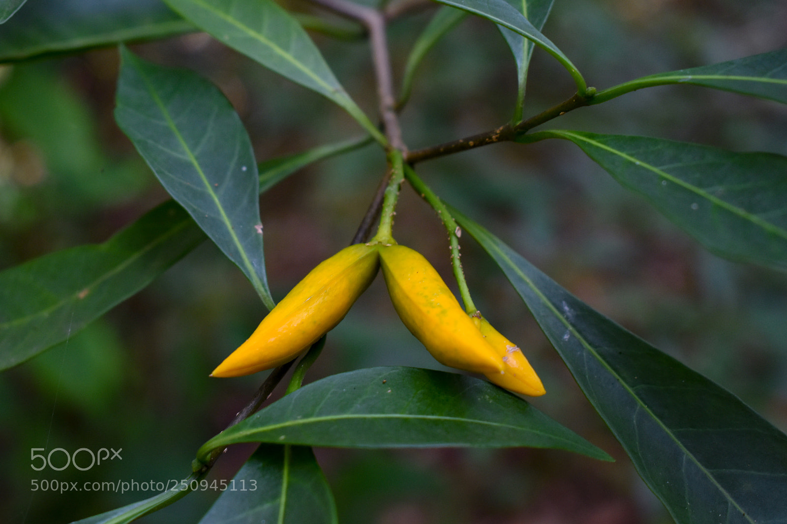 Nikon D5500 sample photo. Yellow photography