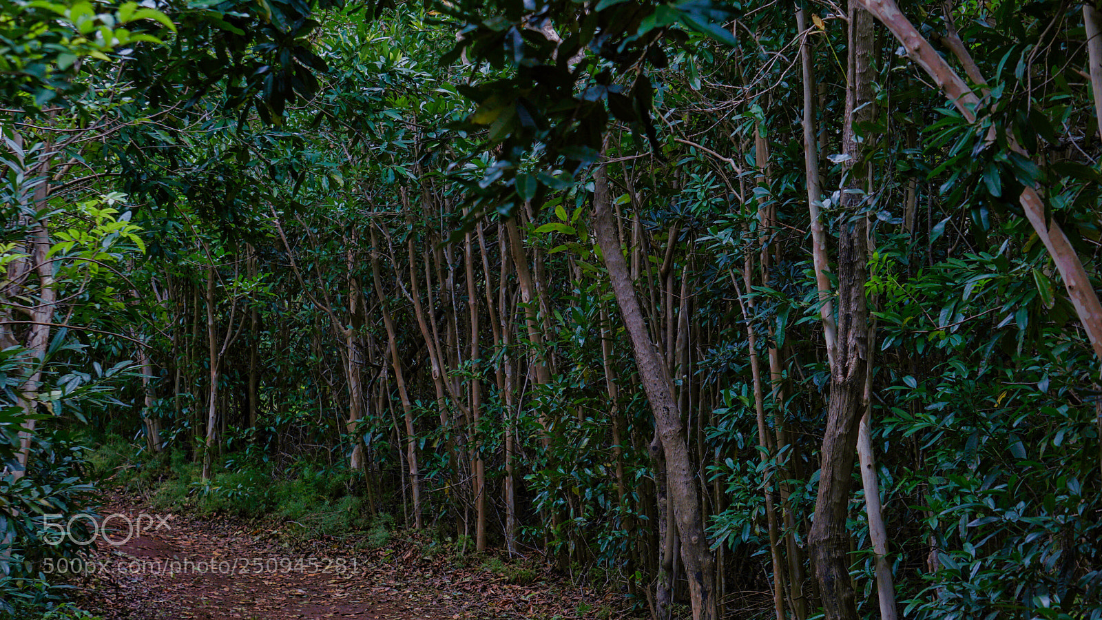 Sony a6000 sample photo. Pathways photography