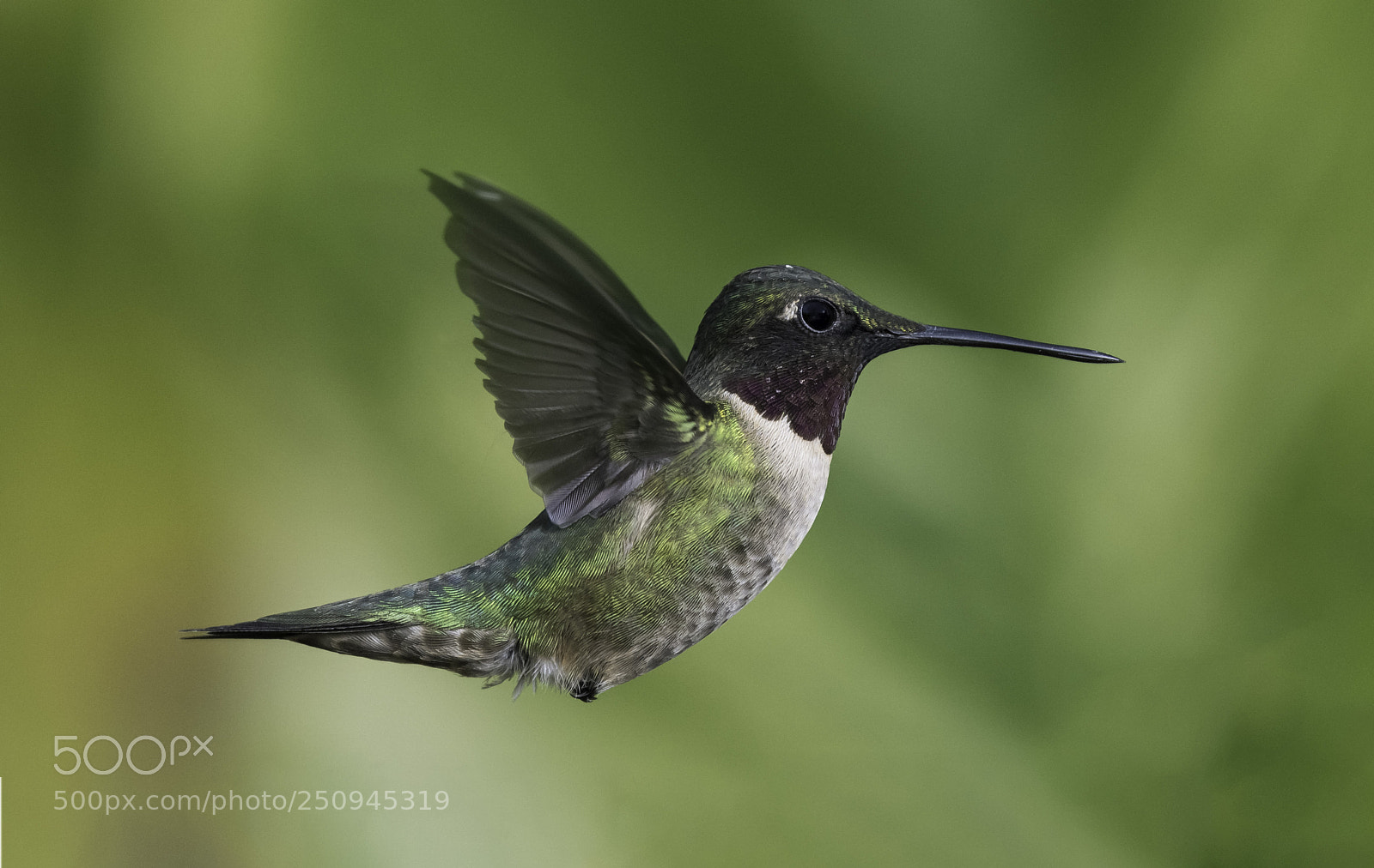 Nikon D7100 sample photo. Male ruby throated hummingbird photography