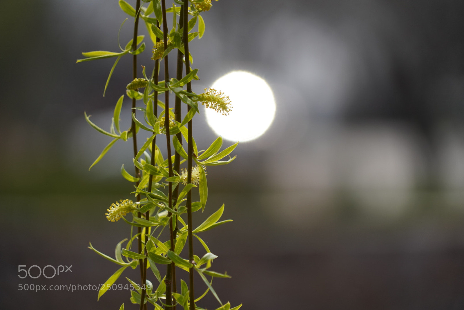 Sony a7R III sample photo. 柳 photography