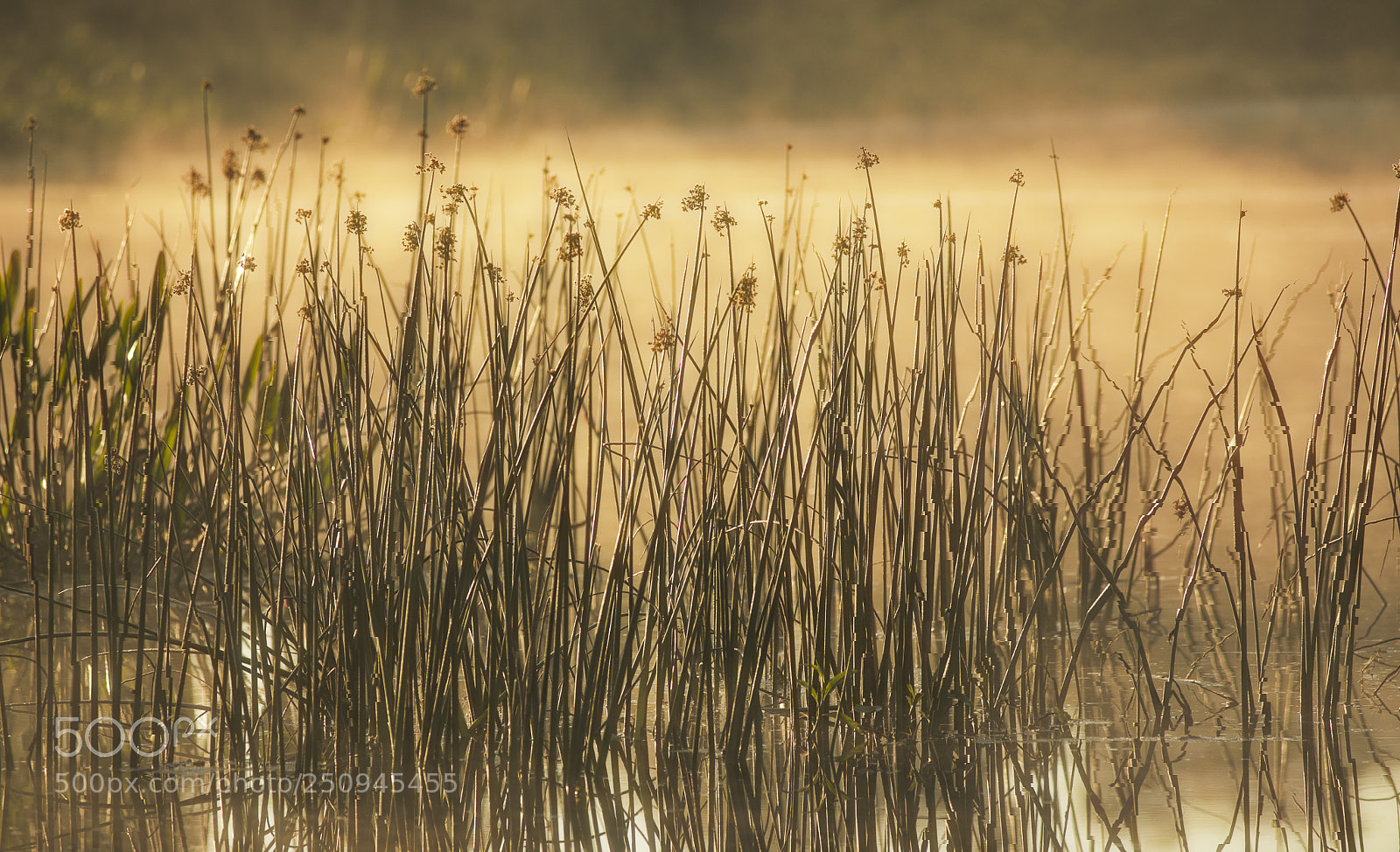 Canon EOS 5D Mark IV sample photo. Peaceful morning photography