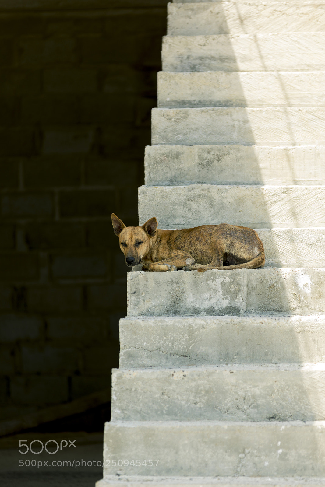 Canon EOS 5D Mark IV sample photo. Let sleeping dogs lie photography