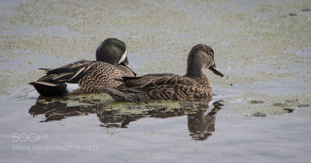 Nikon D500 sample photo. Lovely pair photography