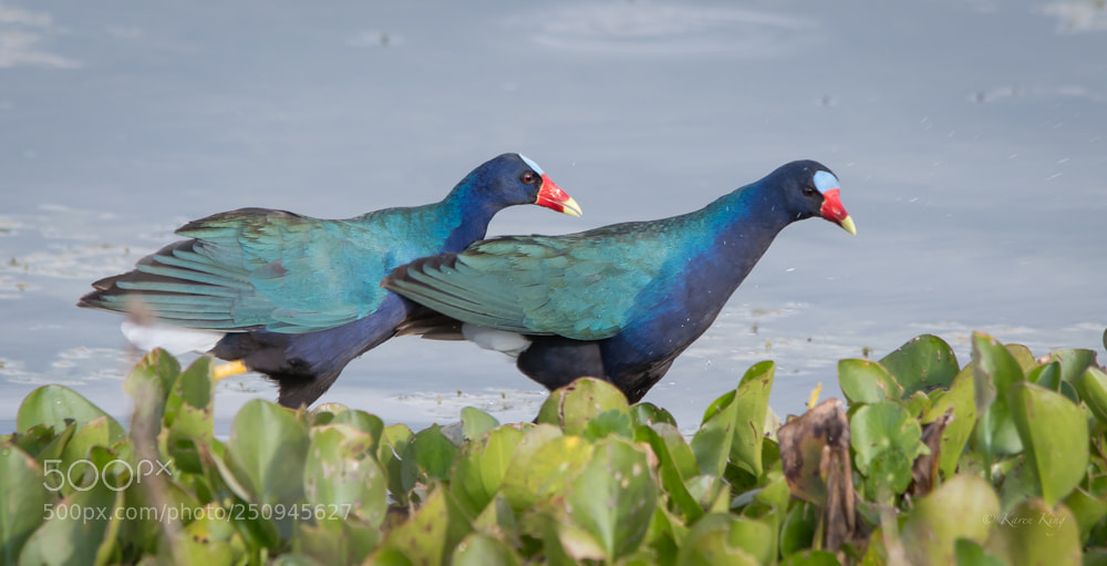 Nikon D500 sample photo. Purple pair photography