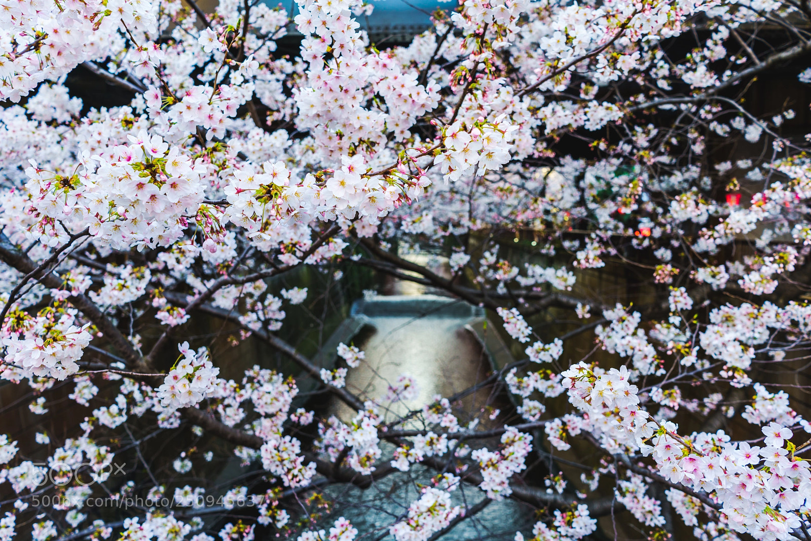 Sony a7R II sample photo. Sakura photography
