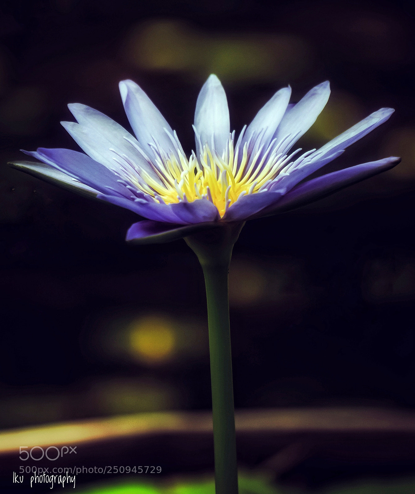 Sony a6000 sample photo. Water lily photography