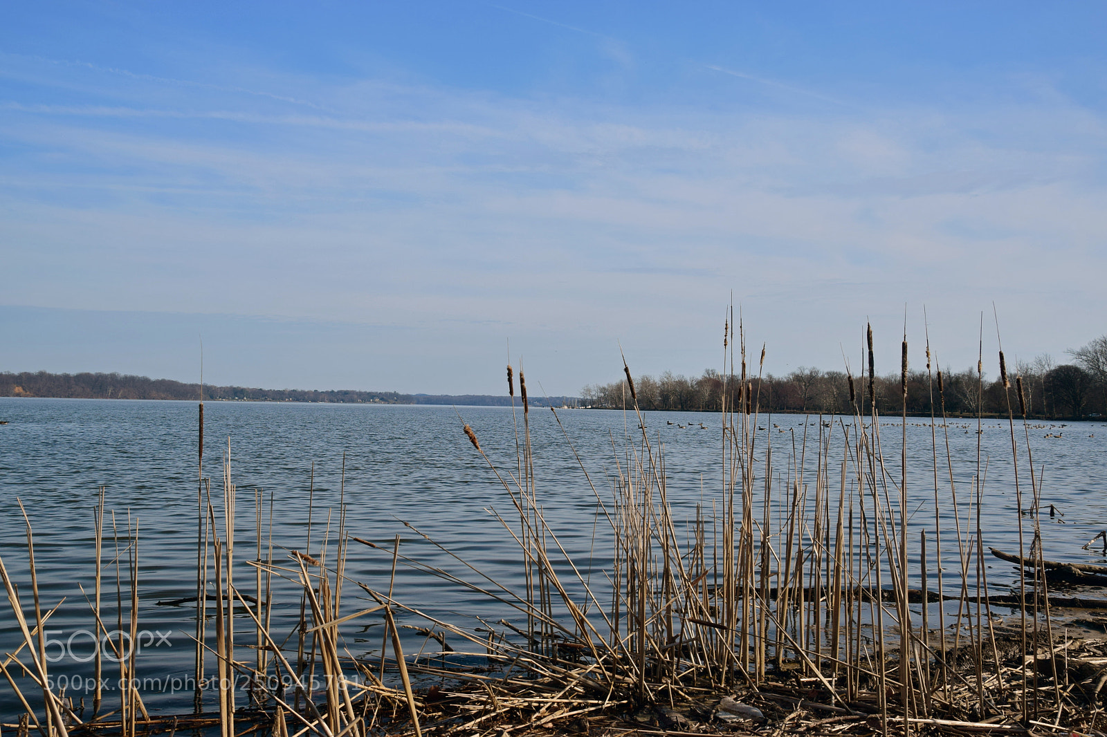 Nikon D5300 sample photo. Cat tails photography