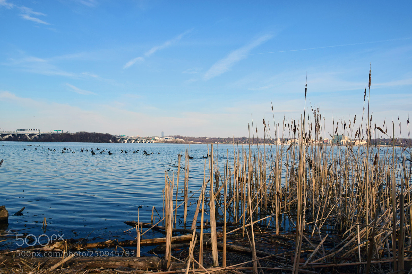 Nikon D5300 sample photo. Cat tails i photography