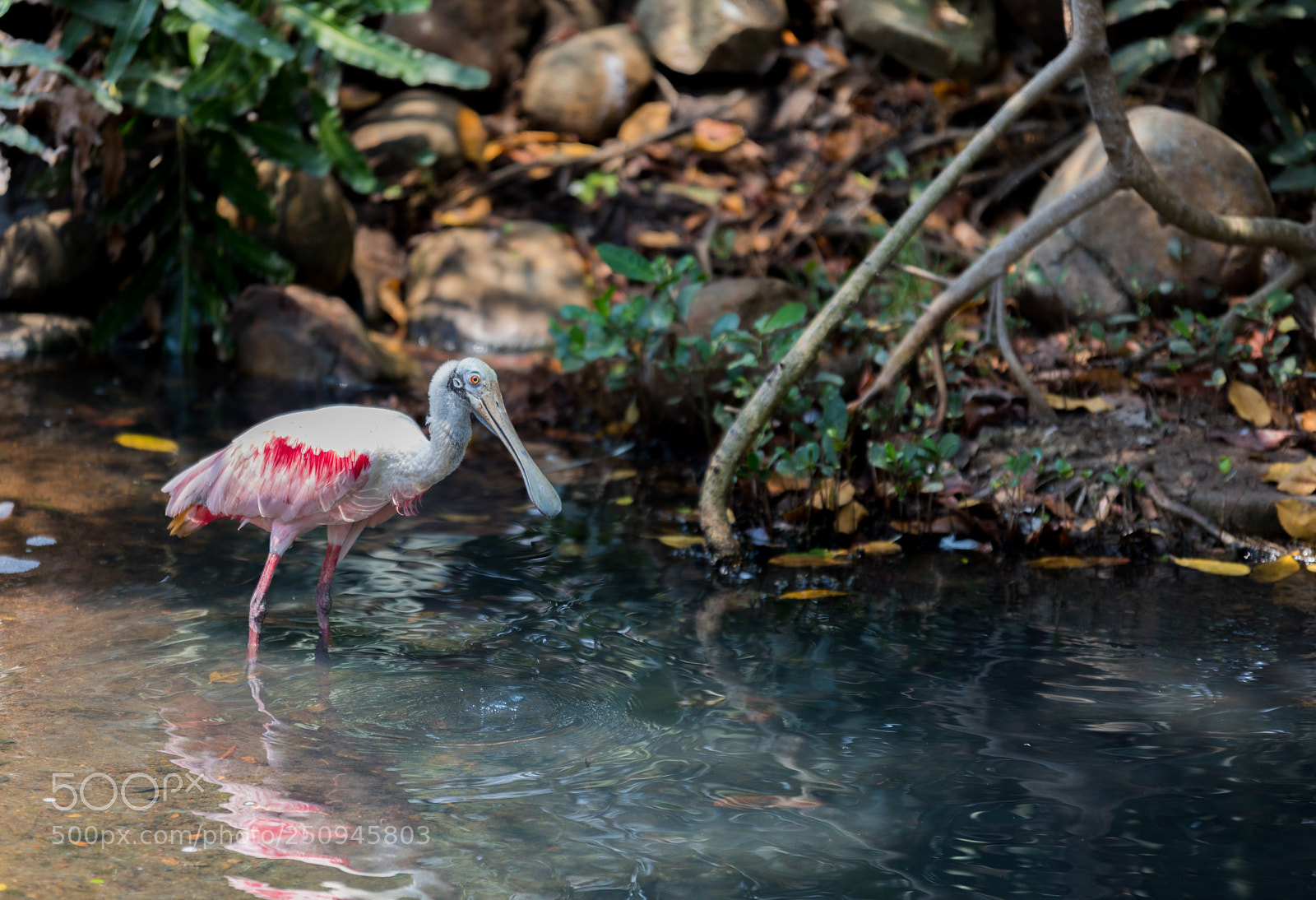 Canon EOS 5D Mark IV sample photo. Spoonbill photography